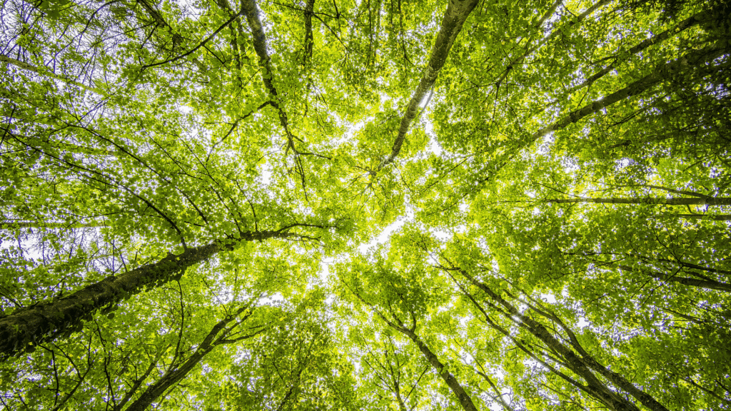 Next frontier of disclosures: from Climate to Nature